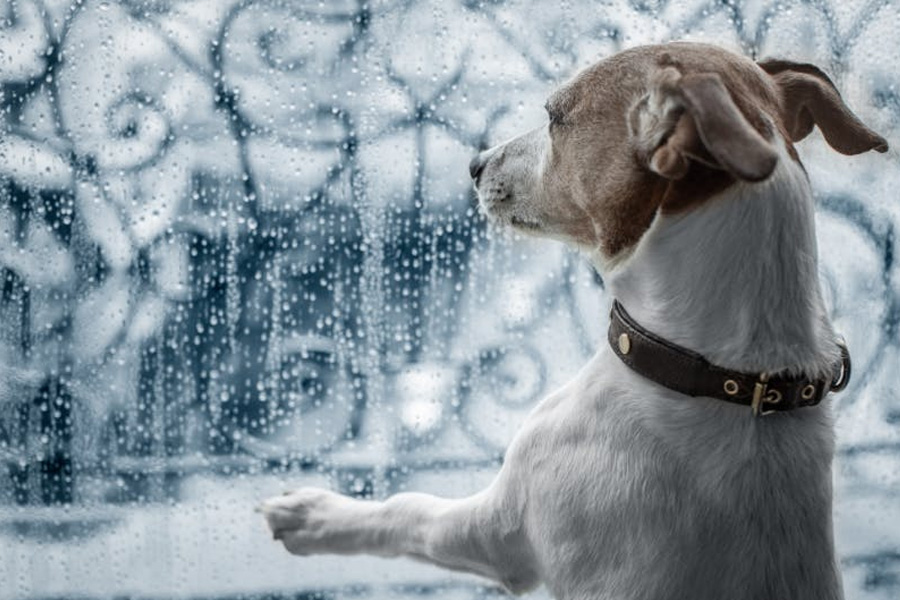 keeping your dog clean and dry indoors