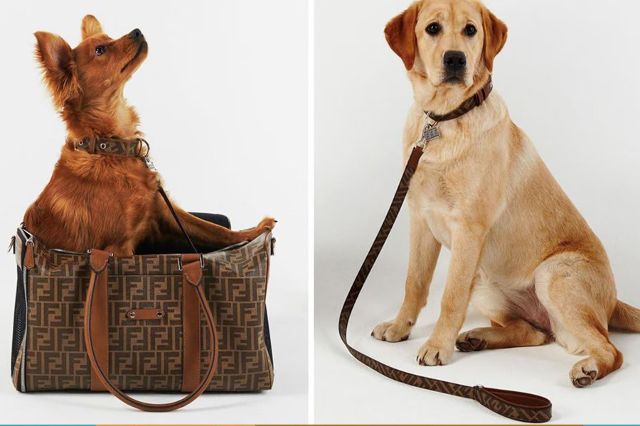 must know trends in luxury dog accessories