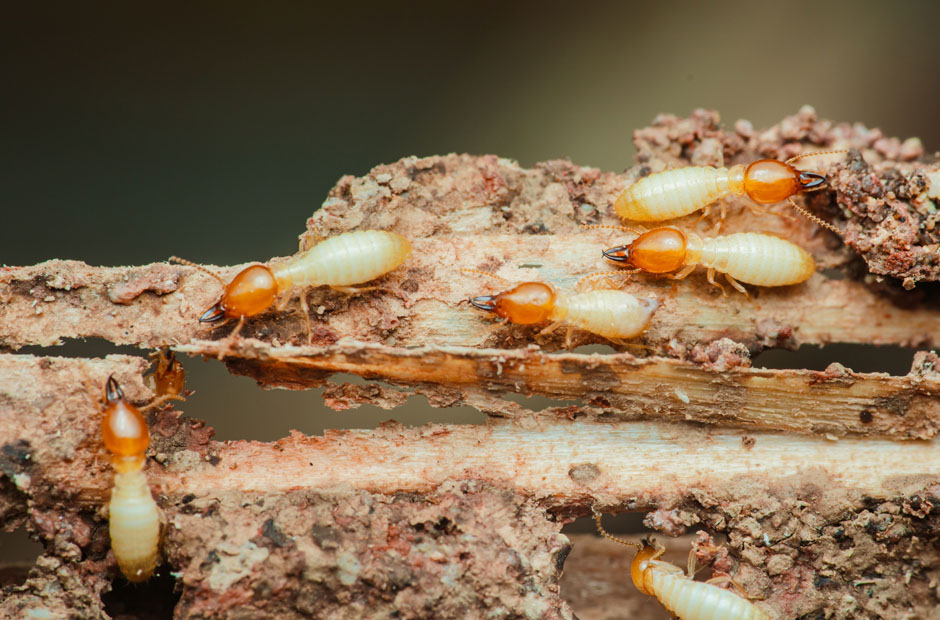 Protecting Your Home from Silent Invaders: Smart Tips to Detect and Prevent Termite Damage