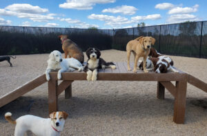when to use dog daycare services