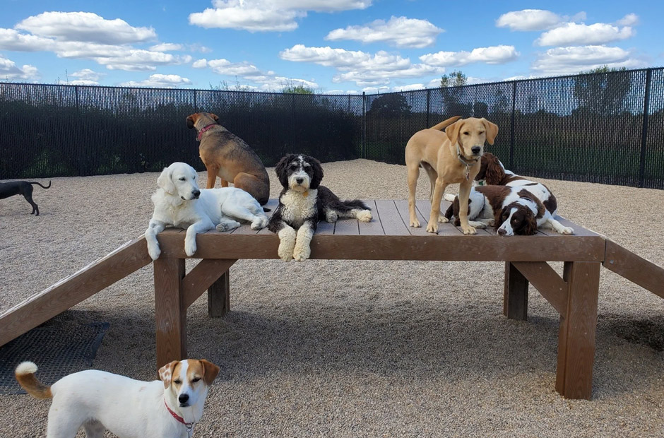 when to use dog daycare services