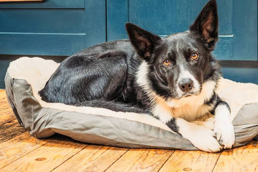 fall is here, and your dog has been bored all summer