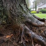 storm ready trees in chesapeake, va a homeowners guide to safer yards before severe weather